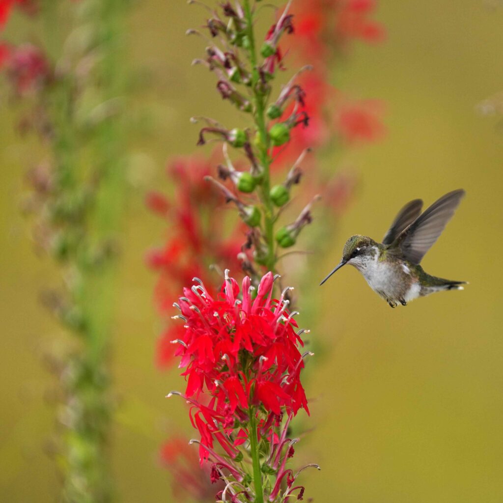 hummingbird